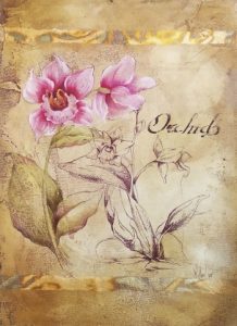 Orchid on Parchment